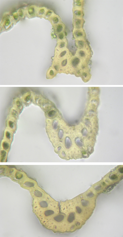 Dicranum polysetum
